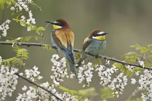 Migrant Birds Drucke: Bee-eater (Merops apiaster)