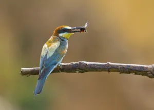 Rock Cliff Landscape Drucke: Bee-eater (Merops apiaster)