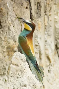 Merops Apiaster Species Drucke: Bee-eater (Merops apiaster)