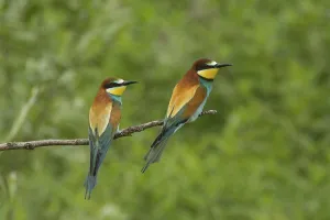 Coraciiformes Birds Europe Drucke: Bee-eater (Merops apiaster)