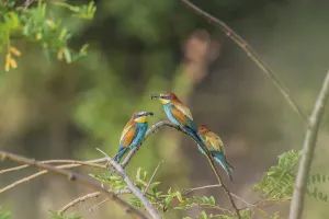 Colorful Feathered Friends Drucke: Bee-eater (Merops apiaster)