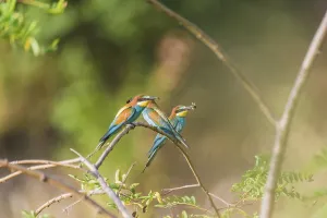 Bird Watching Europe Drucke: Bee-eater (Merops apiaster)