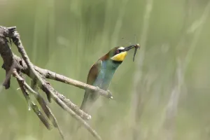 Uninhabited Landscapes Europe Drucke: Bee-eater (Merops apiaster)