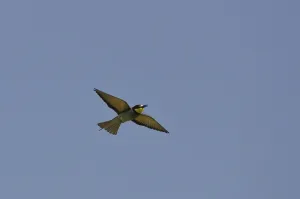 Insect Eating Birds Drucke: Bee-eater (Merops apiaster)