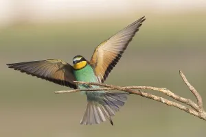 Animal Wildlife Europe Drucke: Bee-eater (Merops apiaster)
