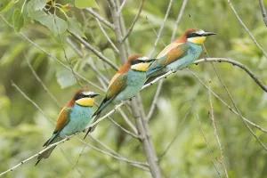 Uninhabited Tree Branches Drucke: Bee-eater (Merops apiaster)