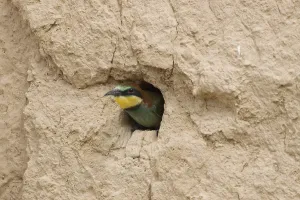 Colorful Birds Drucke: Bee-eater (merops apiaster)