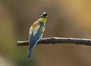 Rock Cliff Landscape Drucke: Bee-eater (Merops apiaster)