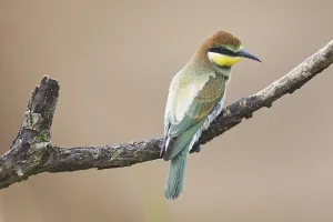 Wild Bird Images Drucke: Bee-eater (Merops apiaster)