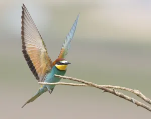 European Bee Eaters Habitat Drucke: Bee-eater (Merops apiaster)