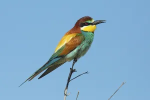 Singing Birds In Nature Drucke: Bee-eater (Merops apiaster)