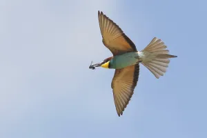 Colorful Birds Drucke: Bee-eater (merops apiaster)