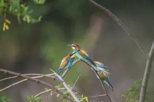 Colorful Birds Drucke: Bee-eater (Merops apiaster)