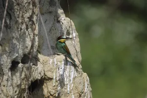 Bee-eater (Merops apiaster)