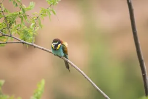 Colorful Birds Drucke: Bee-eater (merops apiaster)