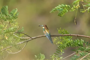 Colorful Birds Drucke: Bee-eater (Merops apiaster)