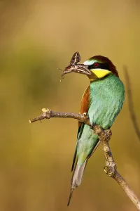 Flying Insects Pictures Drucke: Bee-eater (Merops apiaster)