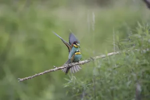 Deserted Bird Habitats Drucke: Bee-eater (Merops apiaster)