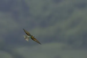 Animals In The Wild No People Present Drucke: Bee-eater (Merops apiaster)