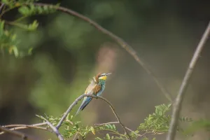 Exotic Animal Pictures Drucke: Bee-eater (Merops apiaster)