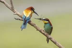 Rock Face Landscape Drucke: Bee-eater (Merops apiaster)