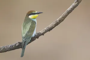 No People Nature Images Drucke: Bee-eater (Merops apiaster)