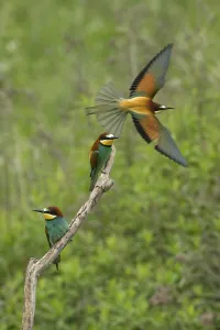 Animal Habitat Drucke: Bee-eater (Merops apiaster)
