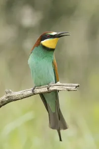 Singing Birds In Nature Drucke: Bee-eater (Merops apiaster)