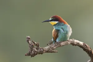 Colorful Birds Drucke: Bee-eater (Merops apiaster)