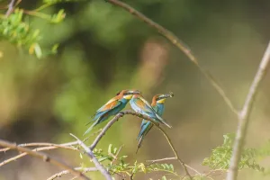 Bird Watching Images Drucke: Bee-eater (Merops apiaster)