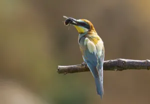 Colorful Birds Drucke: Bee-eater (Merops apiaster)