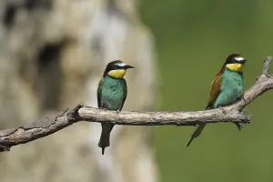 Gerahmter Druck : Bienenfresser (Merops apiaster)