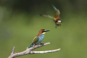 Fauna In Nature Drucke: Bee-eater (Merops apiaster)