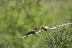 Bee-eater (Merops apiaster)
