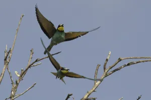 Insect Eating Birds Drucke: Bee-eater (Merops apiaster)