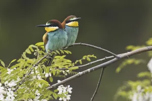 Bee-eater (Merops apiaster)