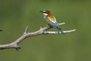 Bee Eater Species Drucke: Bee-eater (Merops apiaster)