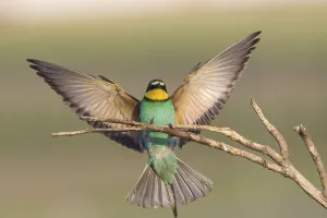 Bee-eater (Merops apiaster)