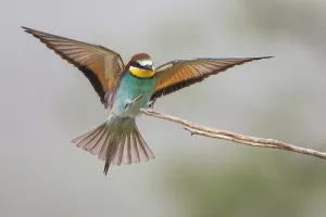 German Wildlife Animal Photos Drucke: Bee-eater (Merops apiaster)