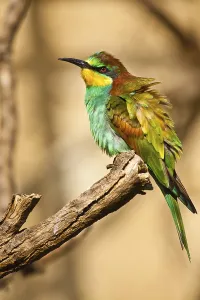 No People Bird Photoshoots Drucke: Bee-eater (Merops apiaster)