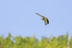 Orange Colored Birds Drucke: bee-eater (Merops apiaster)