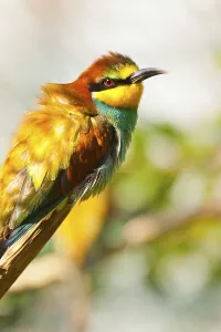 Bee Eater Species Drucke: Bee-eater (Merops apiaster)