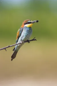 Merops Apiaster Images Drucke: bee-eater (Merops apiaster)