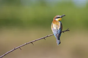 Orange Colored Birds Drucke: bee-eater (Merops apiaster)