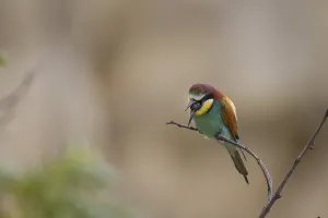 Fauna In Nature Drucke: Bee eater (Merops apiaster)