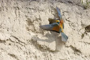 Orange Bird Species Drucke: bee-eater (Merops apiaster)