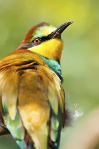 Fauna In The Wild Drucke: Bee-eater (Merops apiaster)