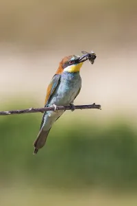 Merops Apiaster Images Drucke: bee-eater (Merops apiaster)