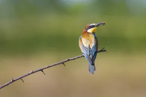 Deserted Habitat Wildlife Images Drucke: bee-eater (Merops apiaster)