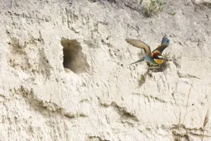 Uninhabited Wildlife Environments Drucke: bee-eater (Merops apiaster)